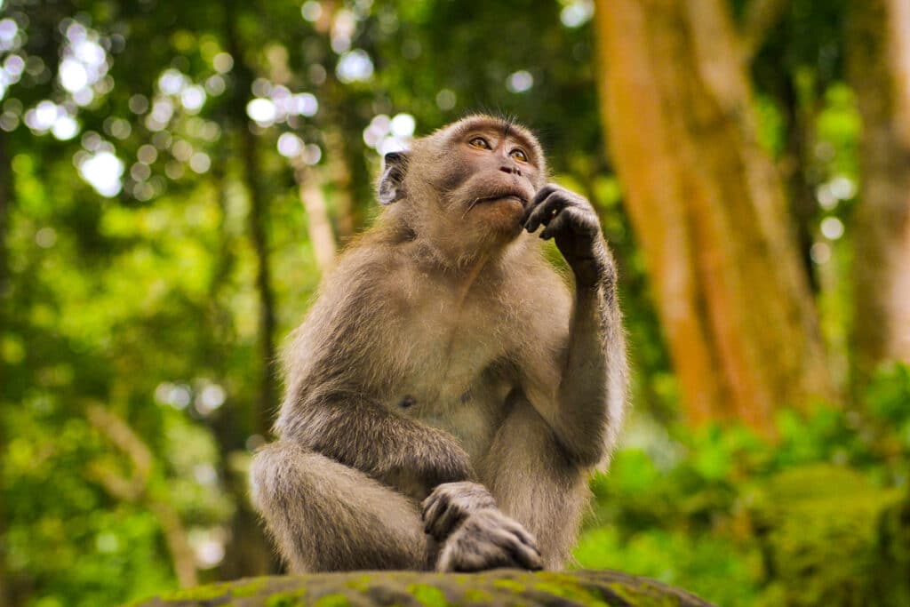 A monkey looking like he's thinking