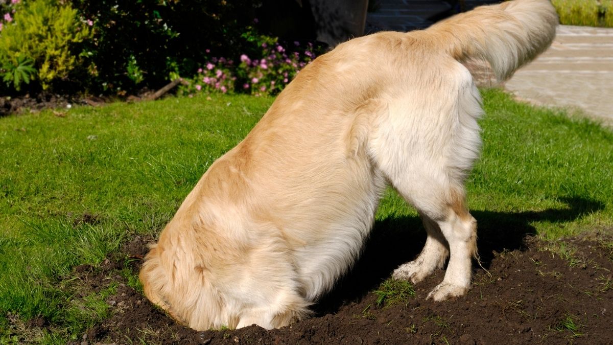 A gold dog with its head and front paws in a hole he has dug
