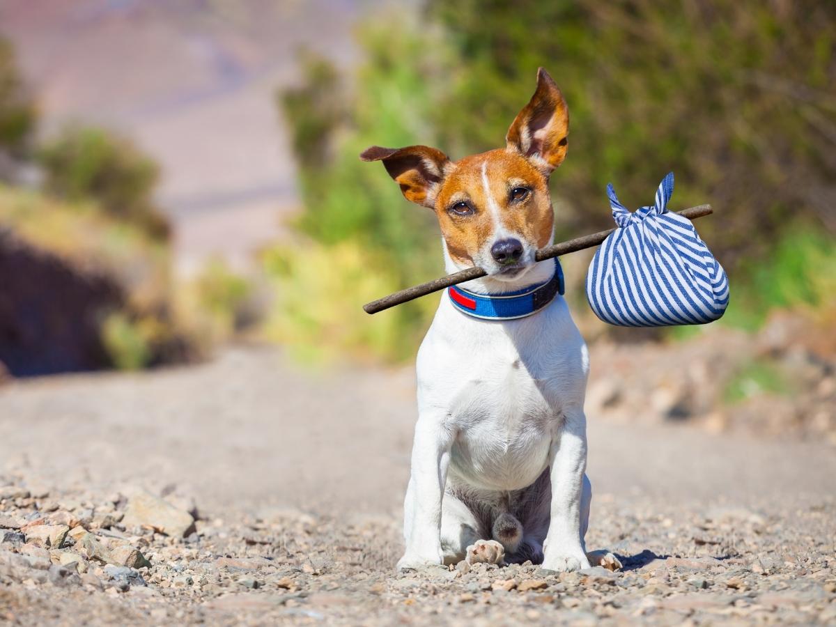 Dog on a gravel road holding a bag on a stick
