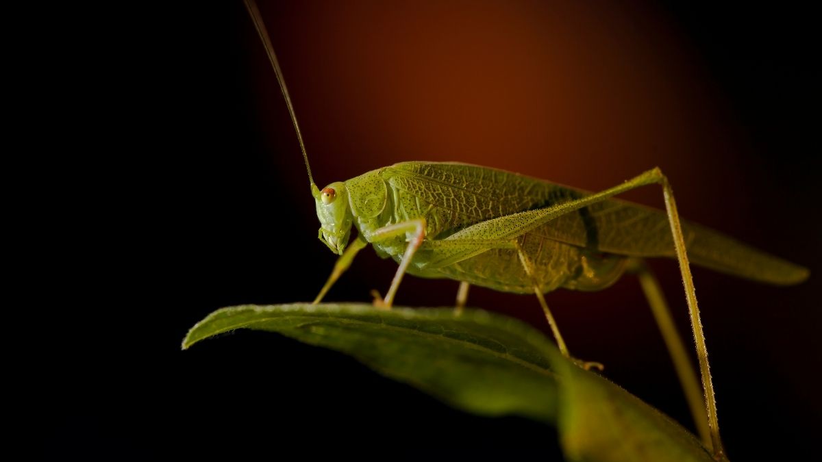 A cricket on a leaf